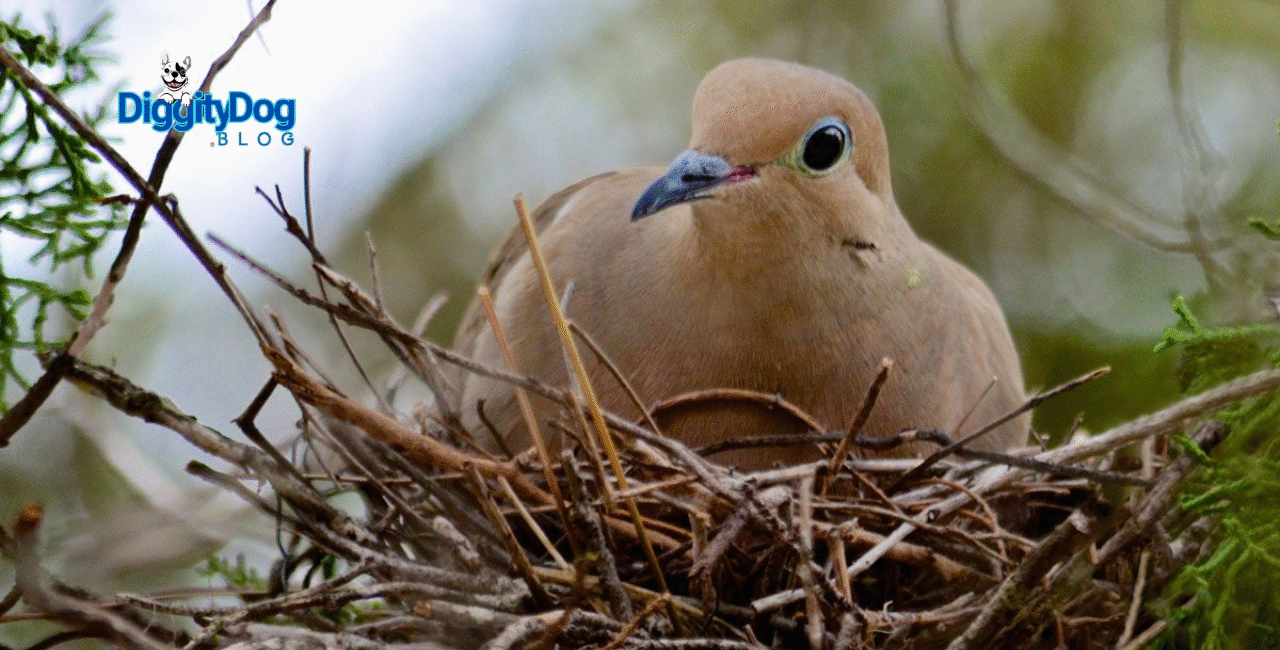 Why Do Birds Leave the Nest