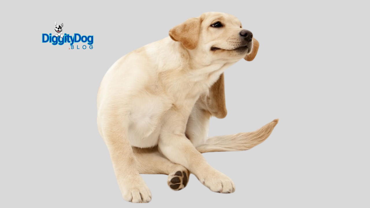 My Itchy Pet Have Allergies