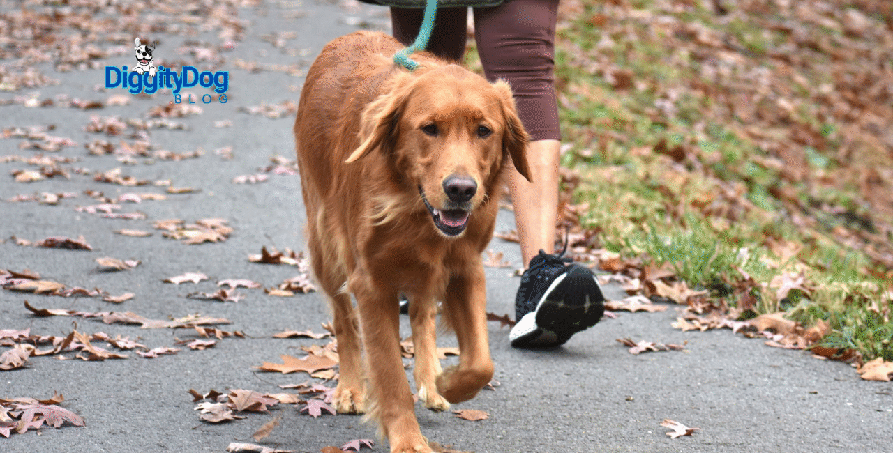 Dog Walking Can Help Your Mental Health