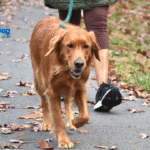 Dog Walking Can Help Your Mental Health