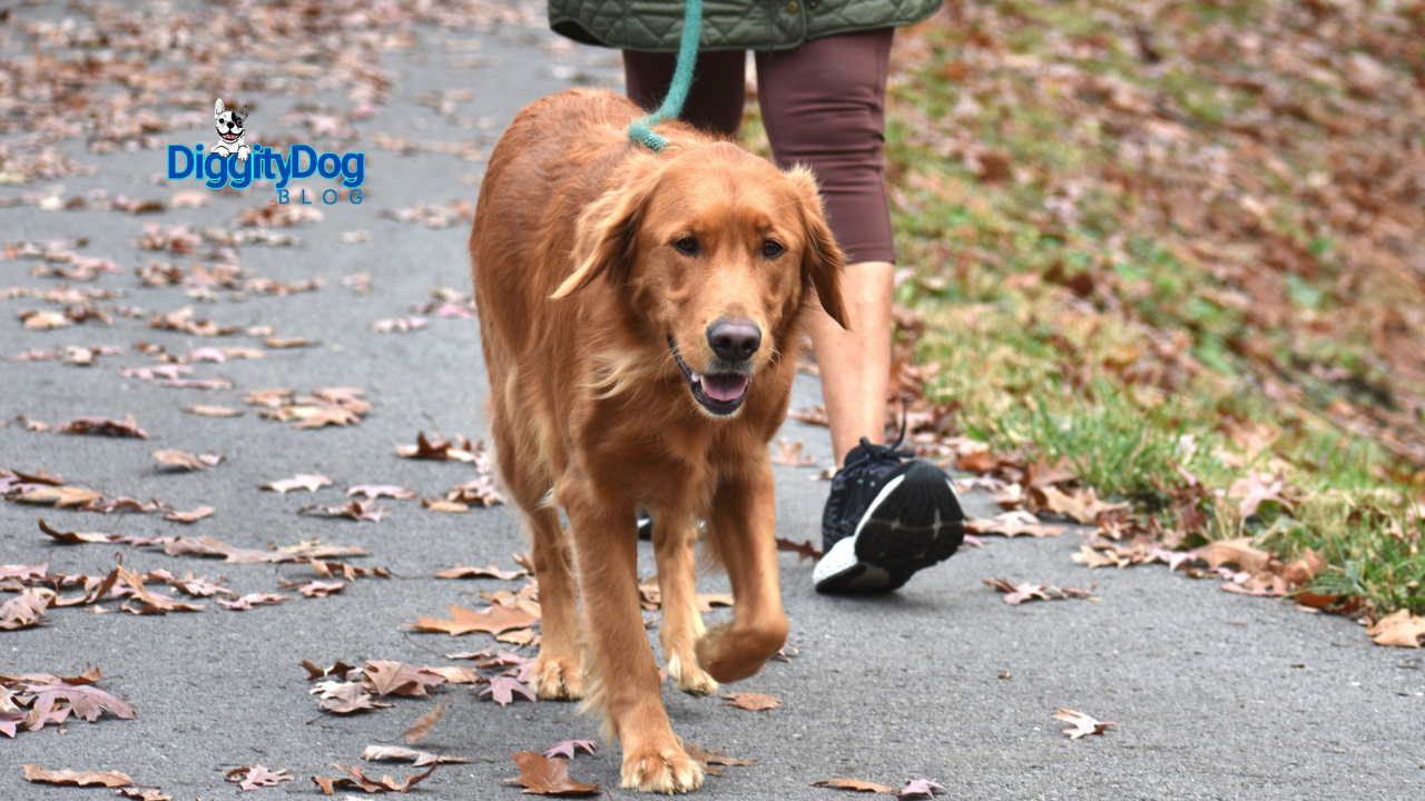 Dog Walking Can Help Your Mental Health