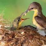 Are Birds Mammals