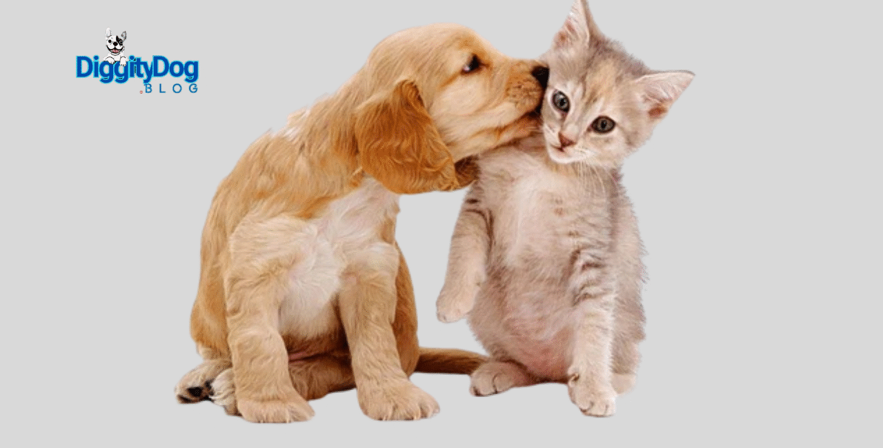 How to Introduce Cats and Dogs
