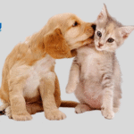 How to Introduce Cats and Dogs