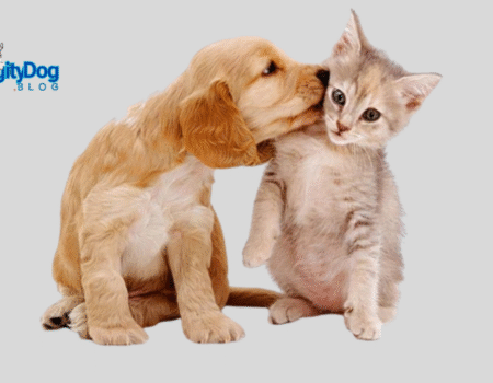 How to Introduce Cats and Dogs
