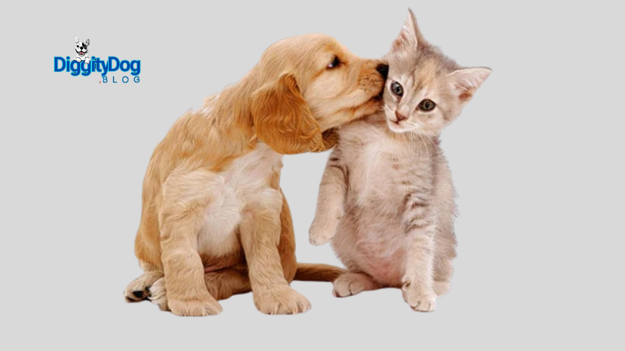 How to Introduce Cats and Dogs