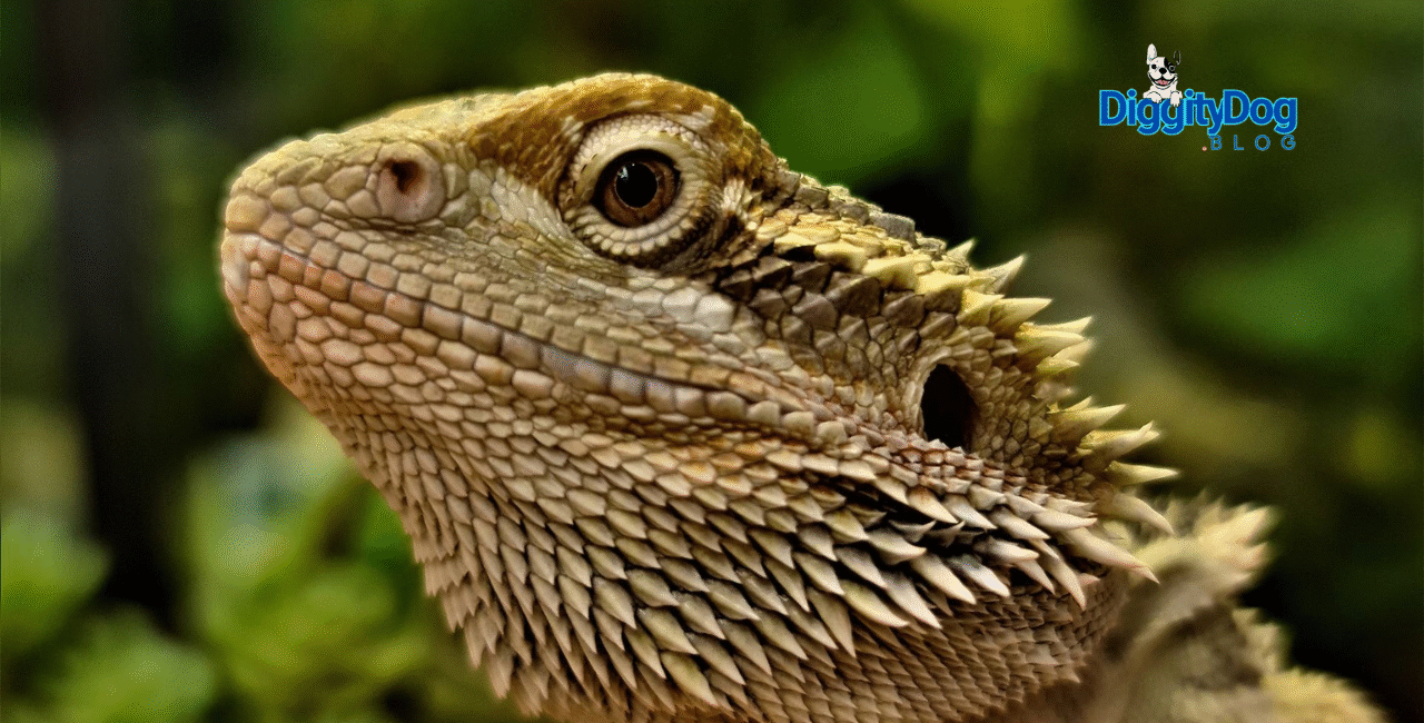 Bearded Dragon Behavior