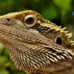 Bearded Dragon Behavior