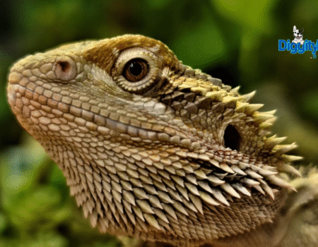 Bearded Dragon Behavior