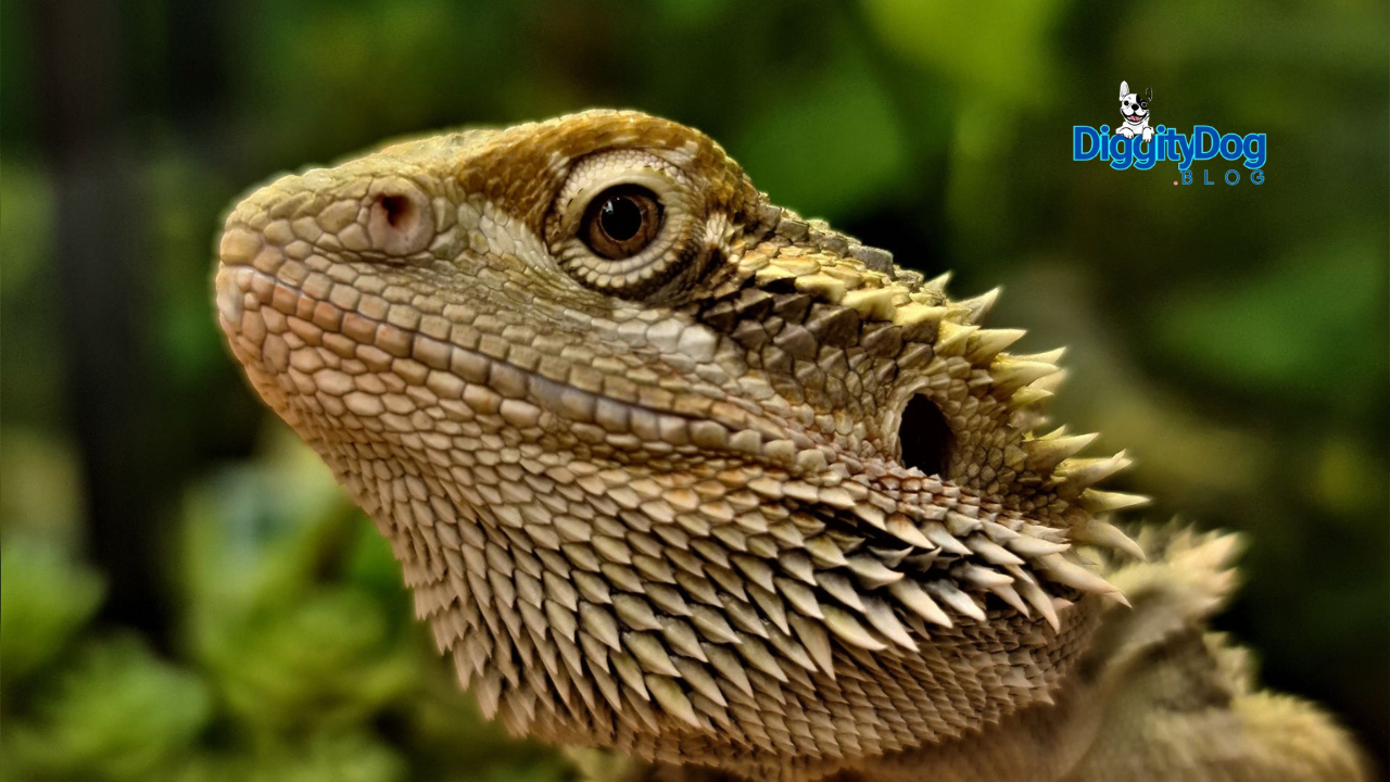 Bearded Dragon Behavior