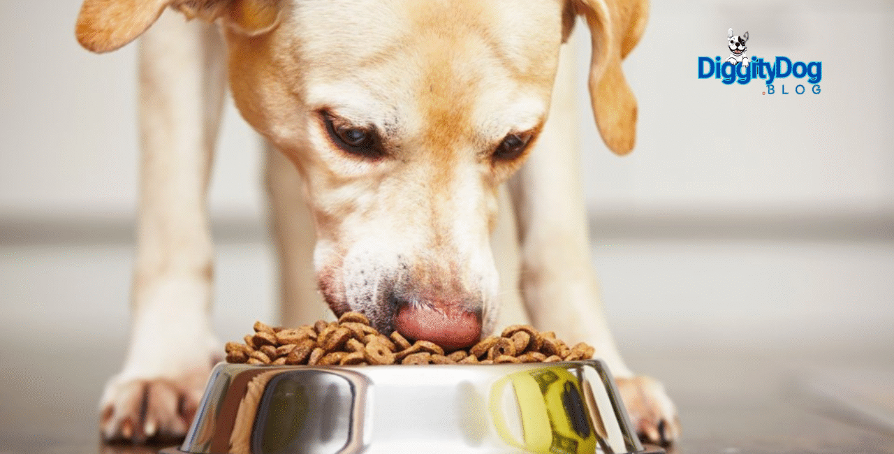 Gut Health For Pets