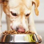 Gut Health For Pets