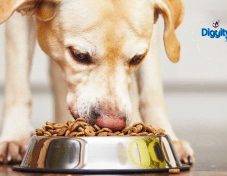 Gut Health For Pets