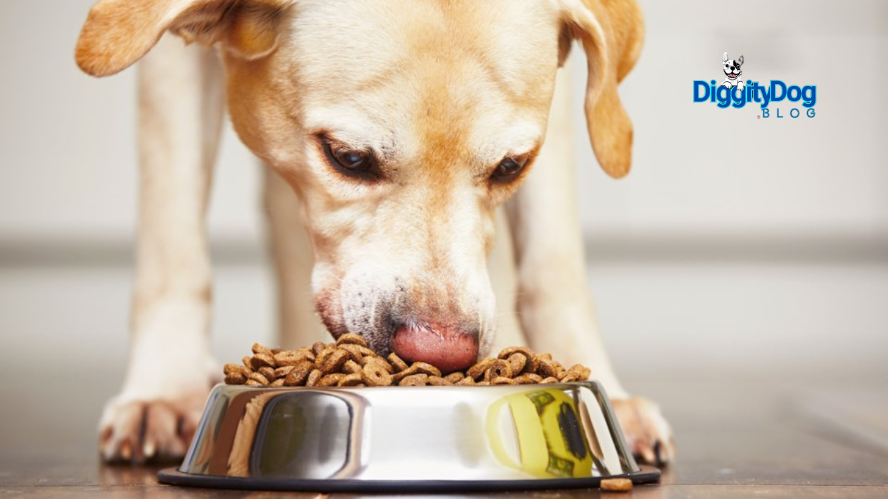 Gut Health For Pets