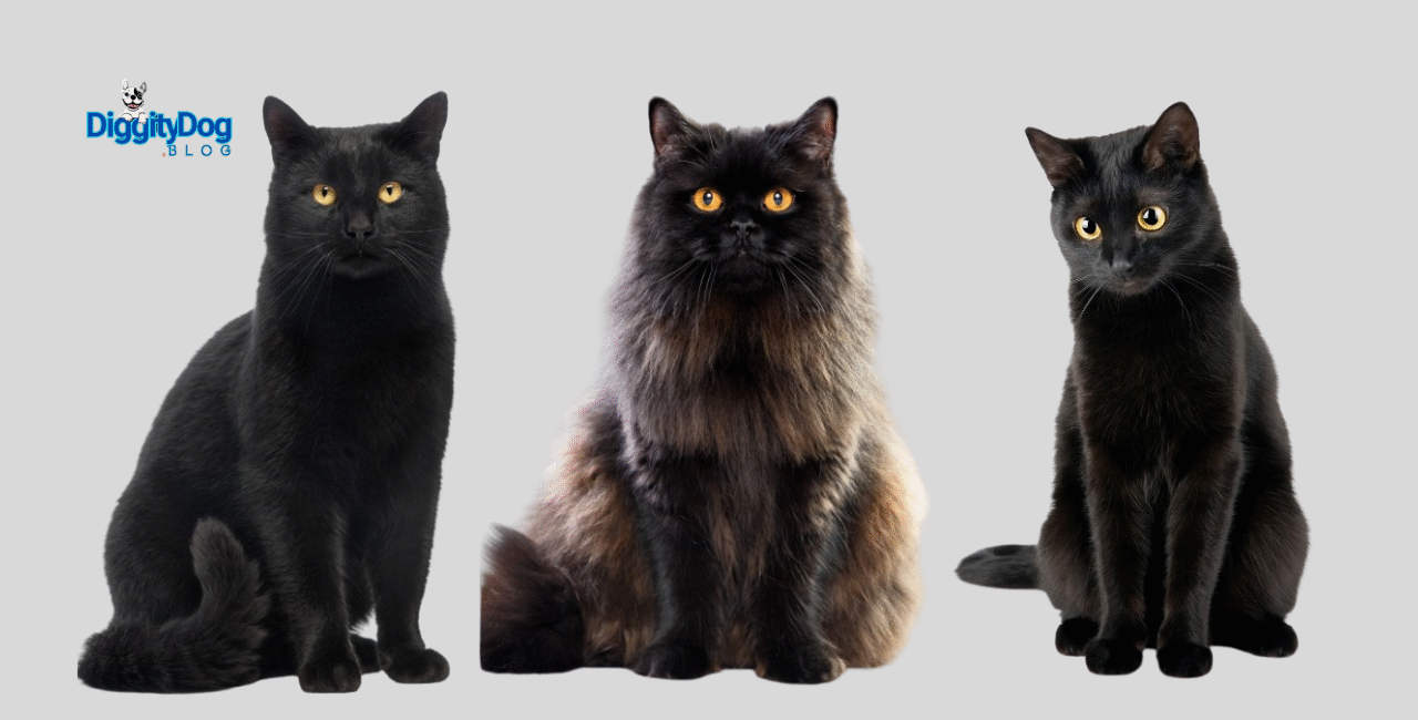 6 Fascinating Facts About Black Cats