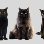 6 Fascinating Facts About Black Cats