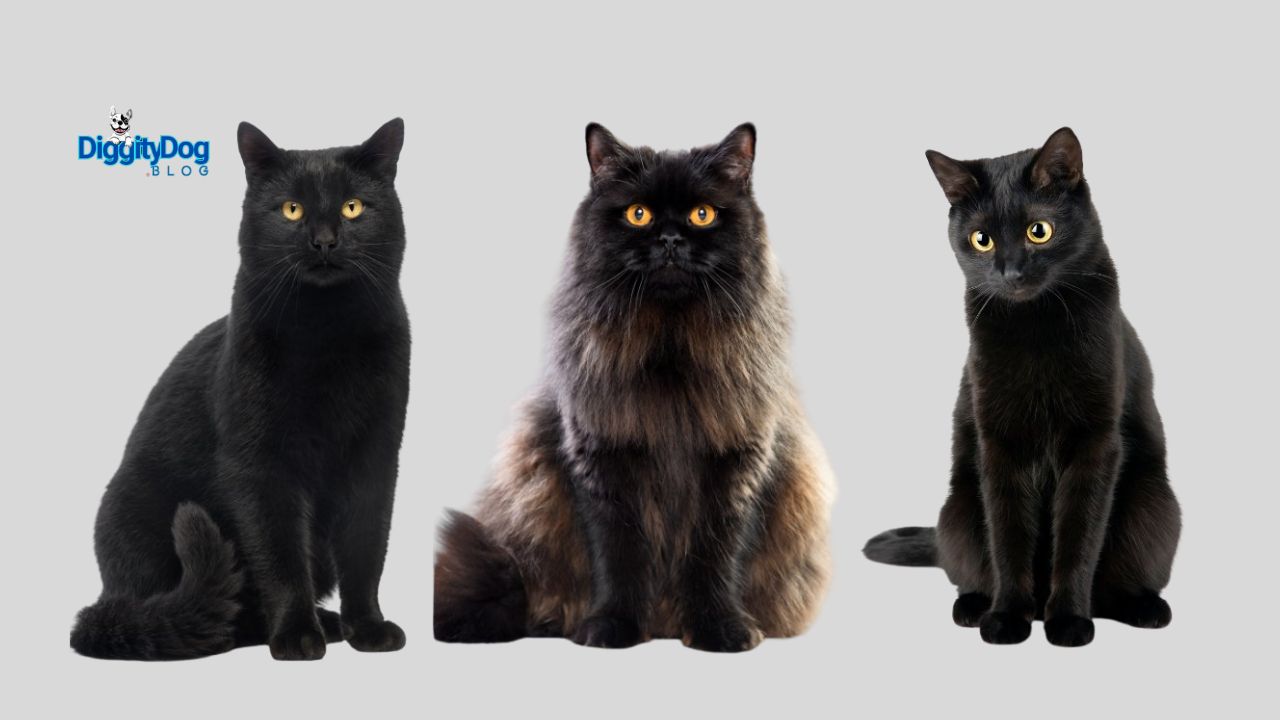6 Fascinating Facts About Black Cats