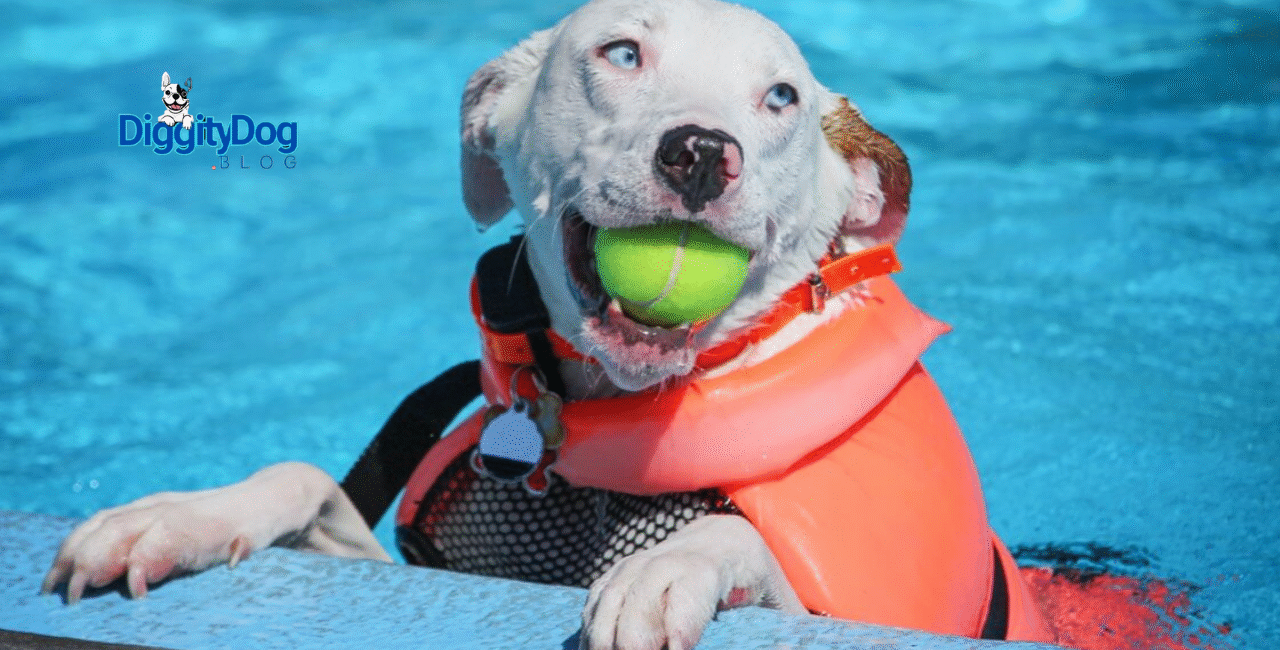 Teaching Your Dog to Swim in the Pool