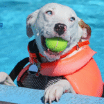 Teaching Your Dog to Swim in the Pool