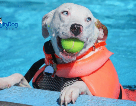 Teaching Your Dog to Swim in the Pool