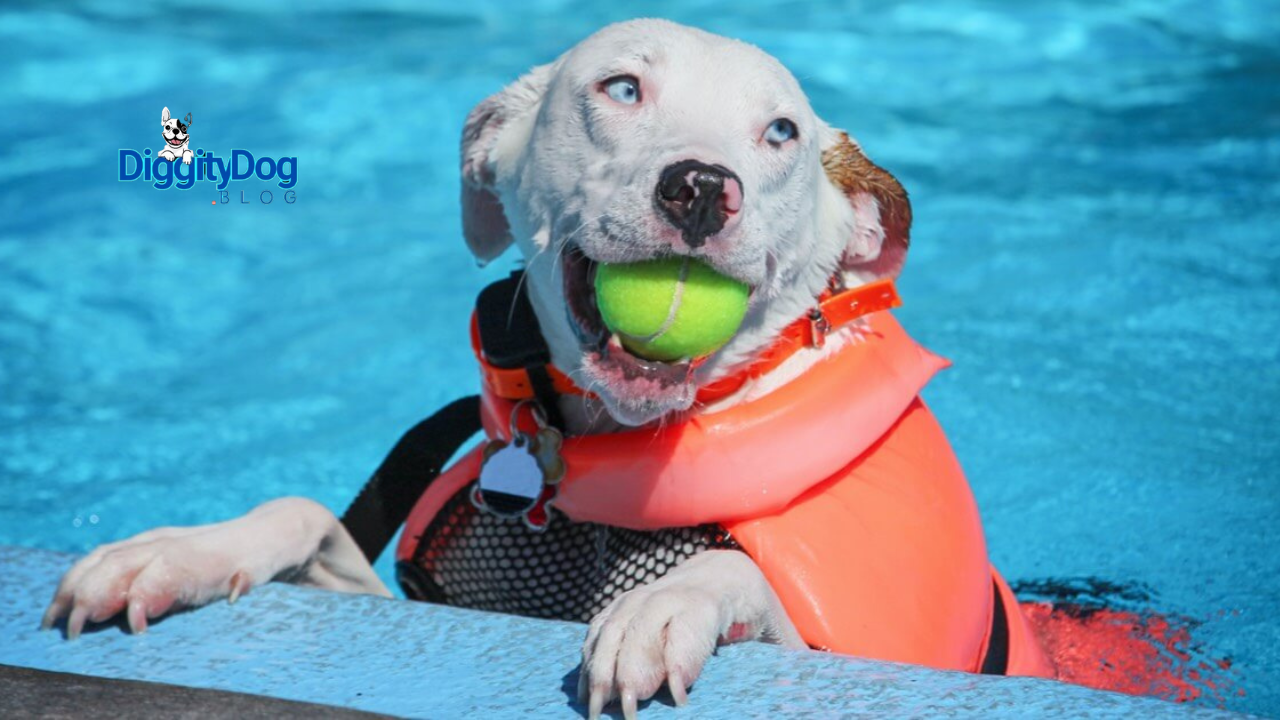Teaching Your Dog to Swim in the Pool
