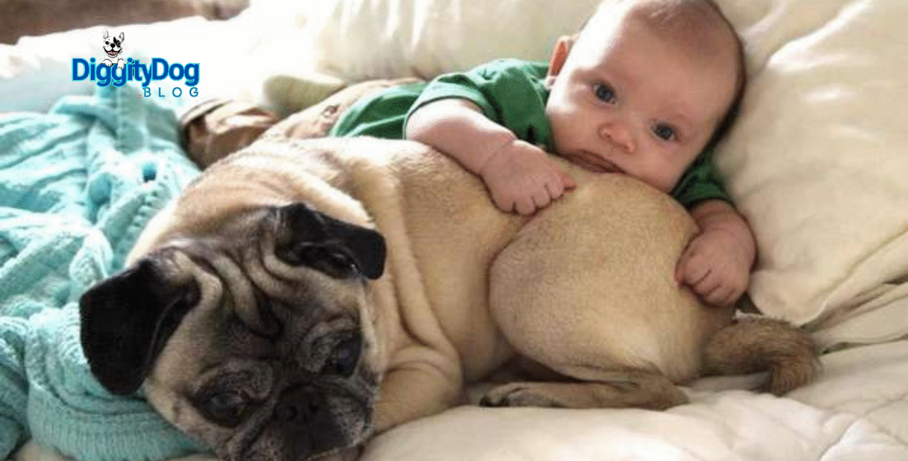Introducing Your Dog to a New Baby