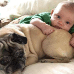 Introducing Your Dog to a New Baby