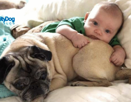 Introducing Your Dog to a New Baby