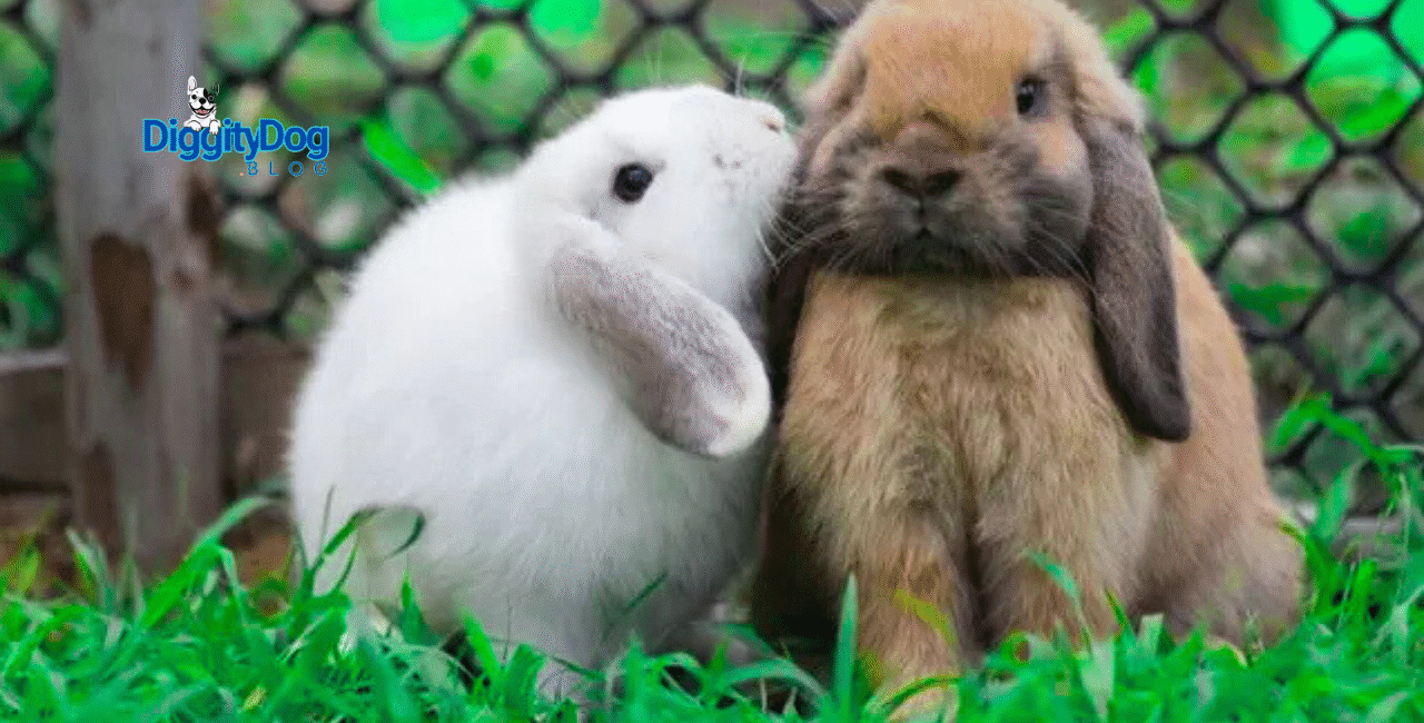 Most Common Obese Exotic Pets: No. 3 Rabbits Most Common Obese Exotic Pets