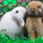 Most Common Obese Exotic Pets