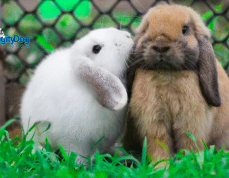 Most Common Obese Exotic Pets: No. 3 Rabbits Most Common Obese Exotic Pets