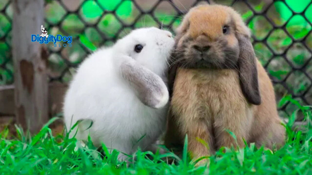 Most Common Obese Exotic Pets