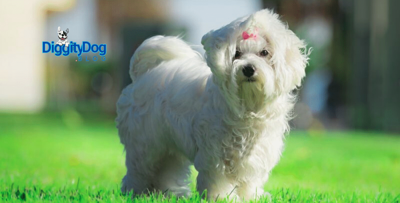 Pawsome Puppy Training Tips
