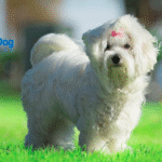 Pawsome Puppy Training Tips