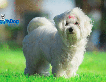 Pawsome Puppy Training Tips