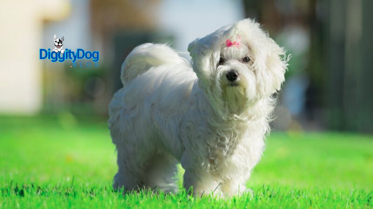 Pawsome Puppy Training Tips