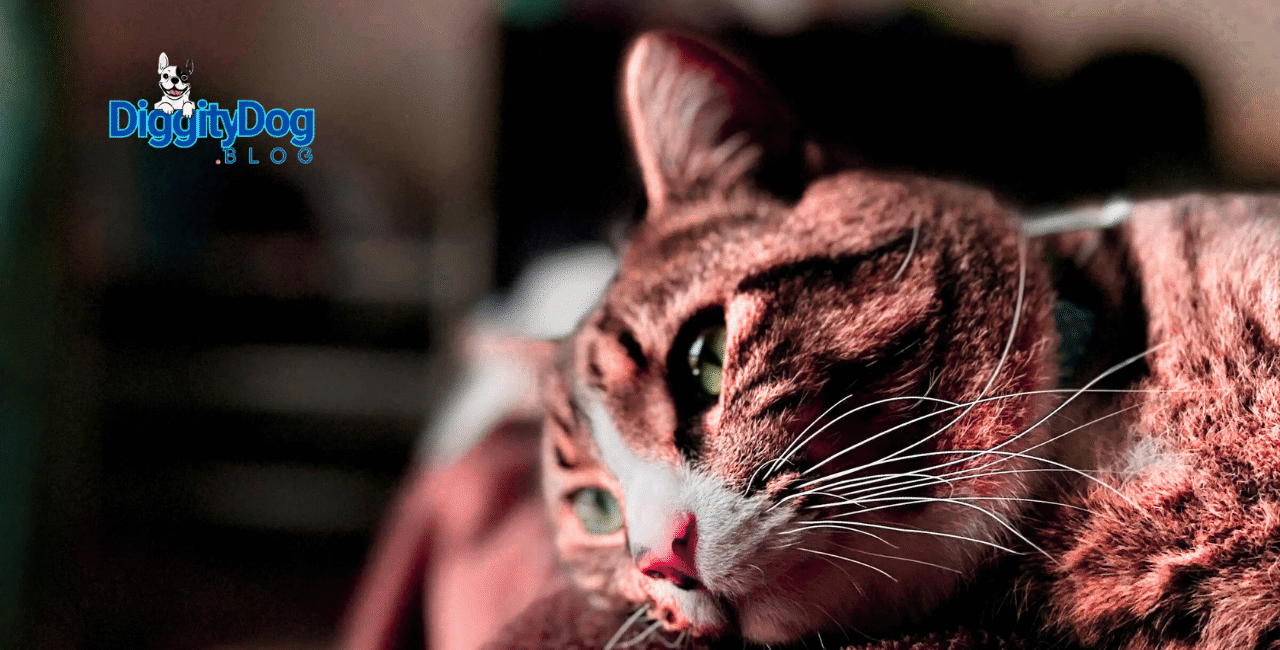 Cat Health Essentials