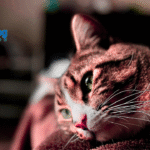Cat Health Essentials
