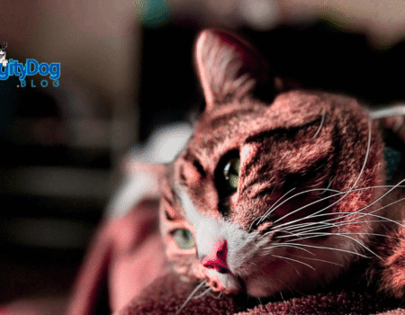 Cat Health Essentials