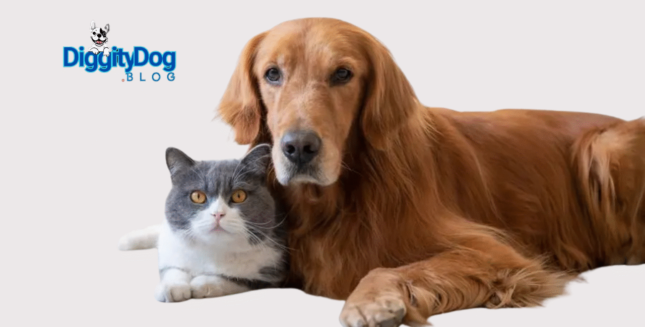 Pet Insurance Comparison 2025