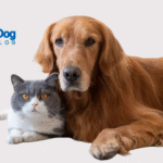 Pet Insurance Comparison 2025