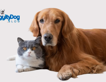Pet Insurance Comparison 2025