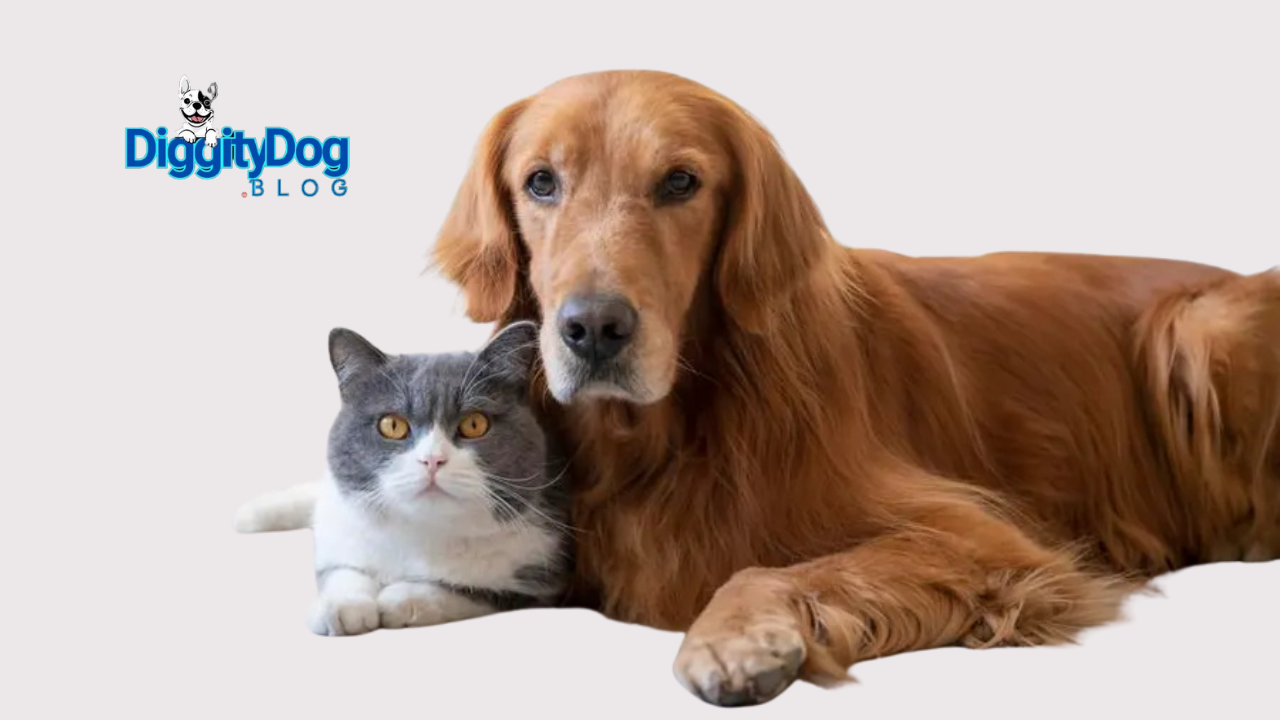 Pet Insurance Comparison 2025