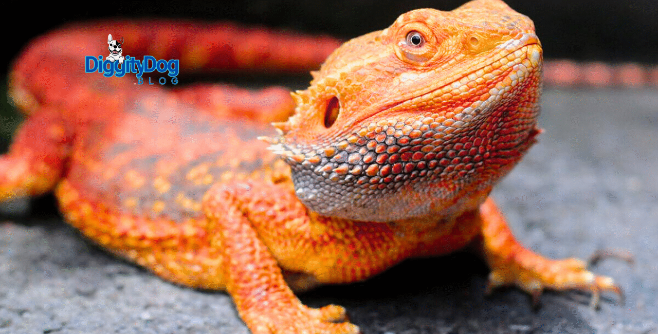 Bearded Dragon Care Hacks