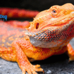 Bearded Dragon Care Hacks
