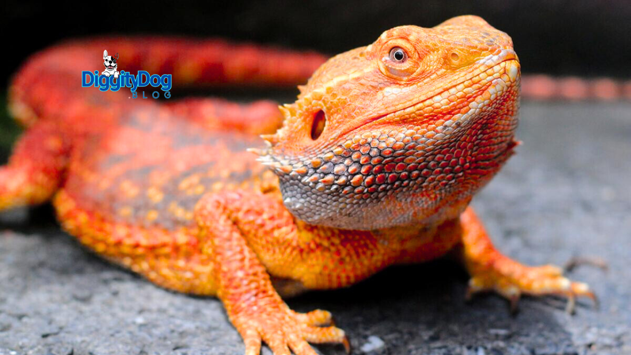 Bearded Dragon Care Hacks