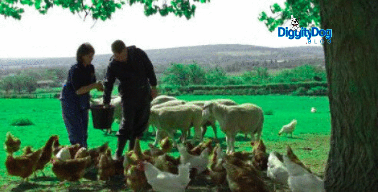 Farm Animals 101