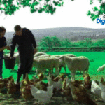 Farm Animals 101
