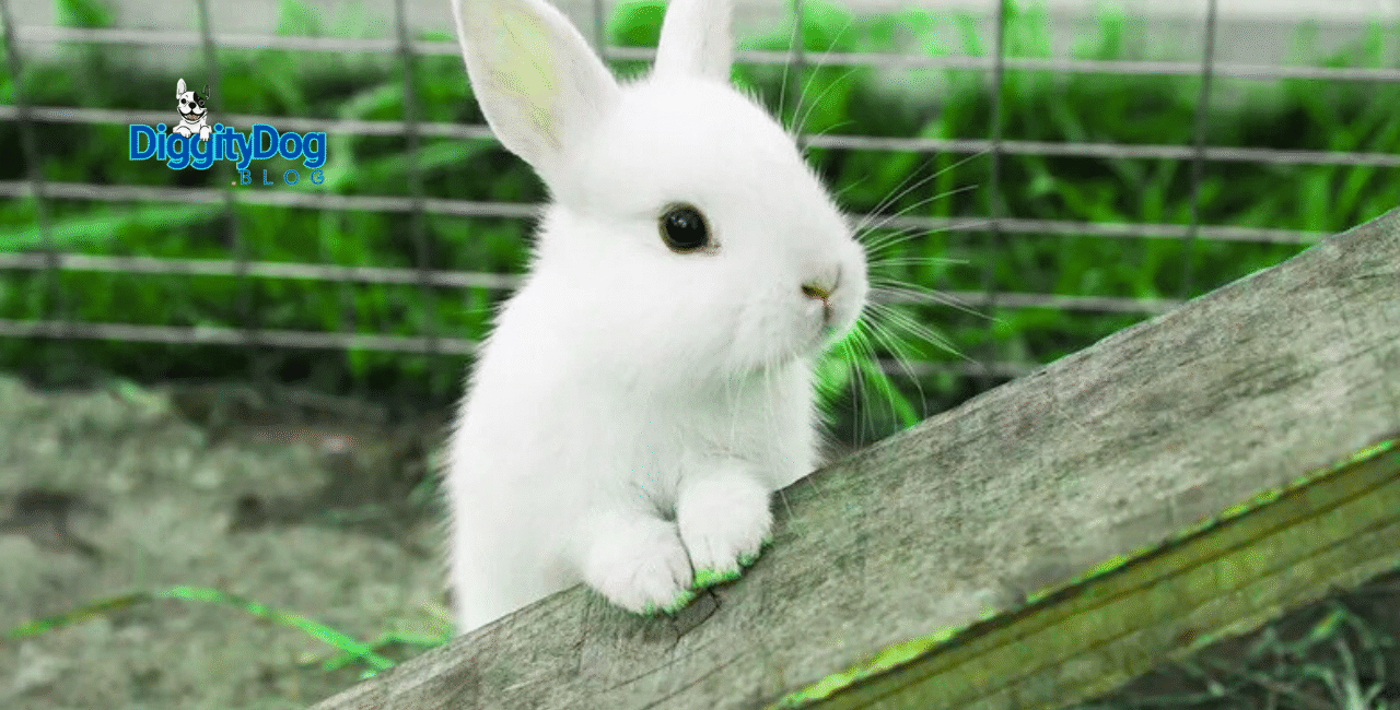 Rabbit Veterinarian Near Me