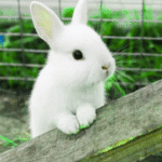 Rabbit Veterinarian Near Me